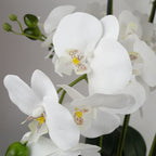 Orchid White - Gold Ceramic Planter-1