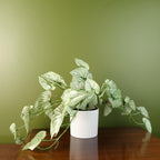 30cm Artificial Trailing Plant Variegated Alocasia-0