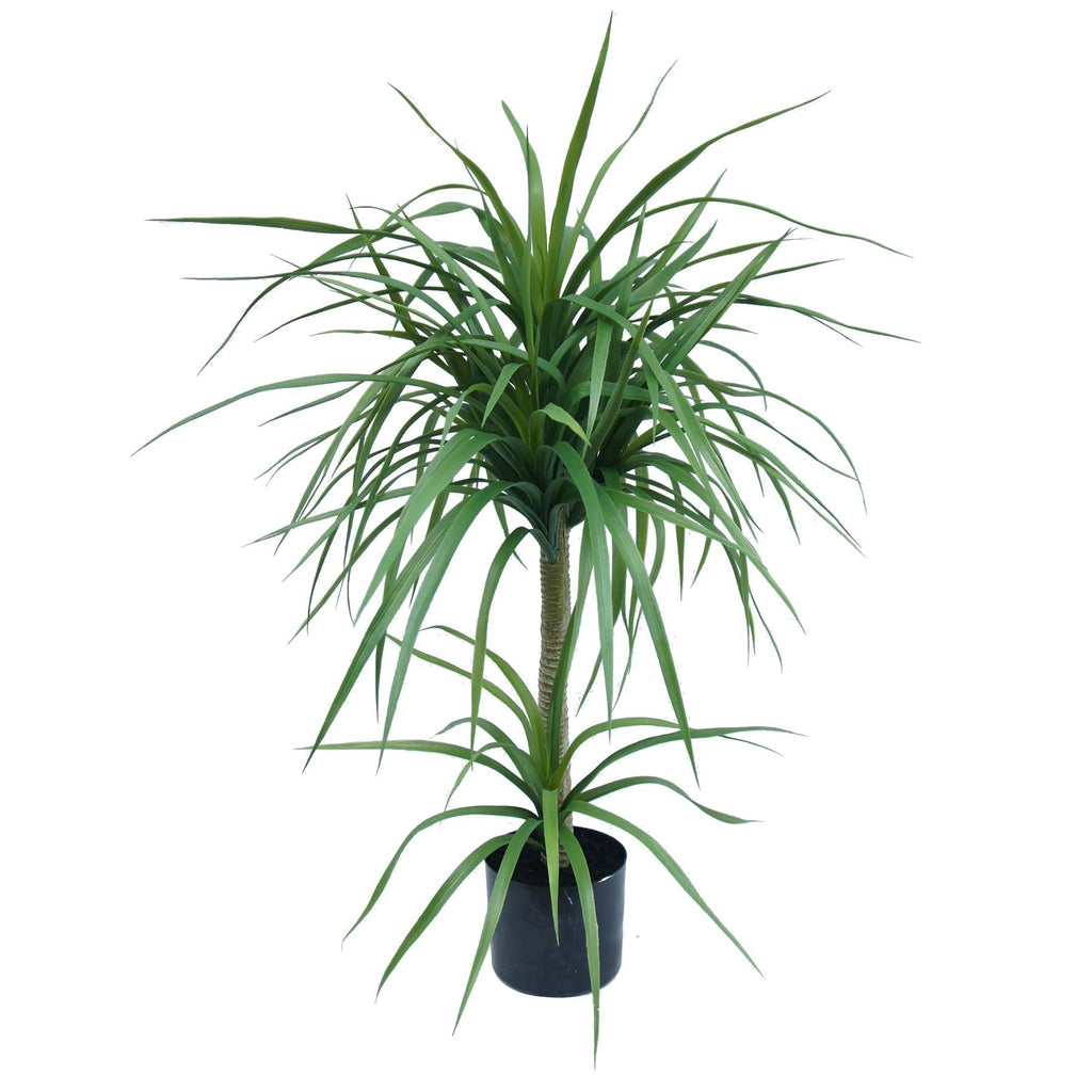 90cm Double Dracaena Plant-0