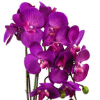 Artificial Orchid Large Purple Gold 52cm-1