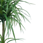 90cm Double Dracaena Plant-1