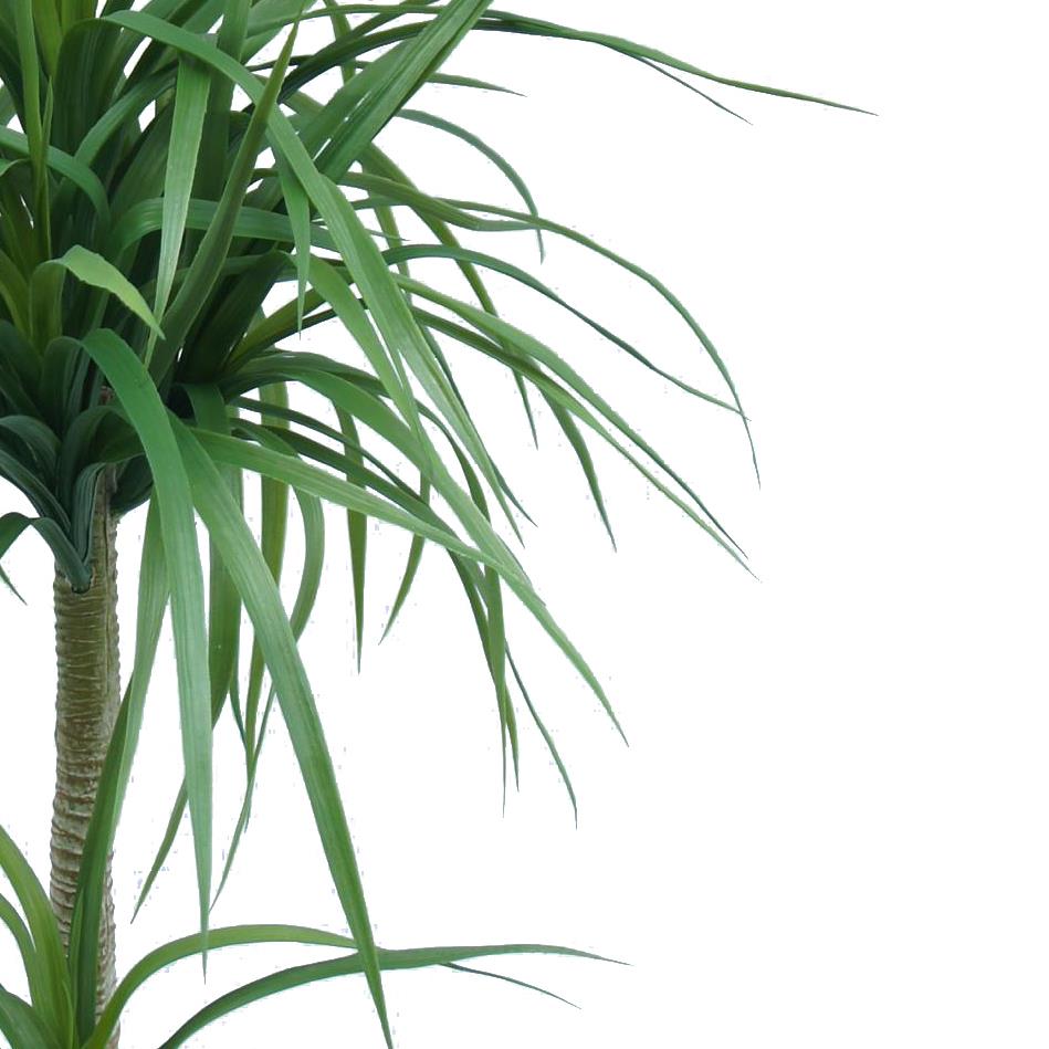 90cm Double Dracaena Plant-1