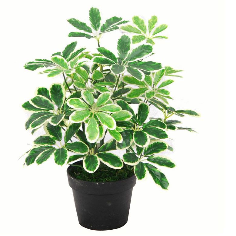 Artificial Arboricola Plant Umbrella Tree Black Plastic Pot 55cm Light Plant Botanik-0