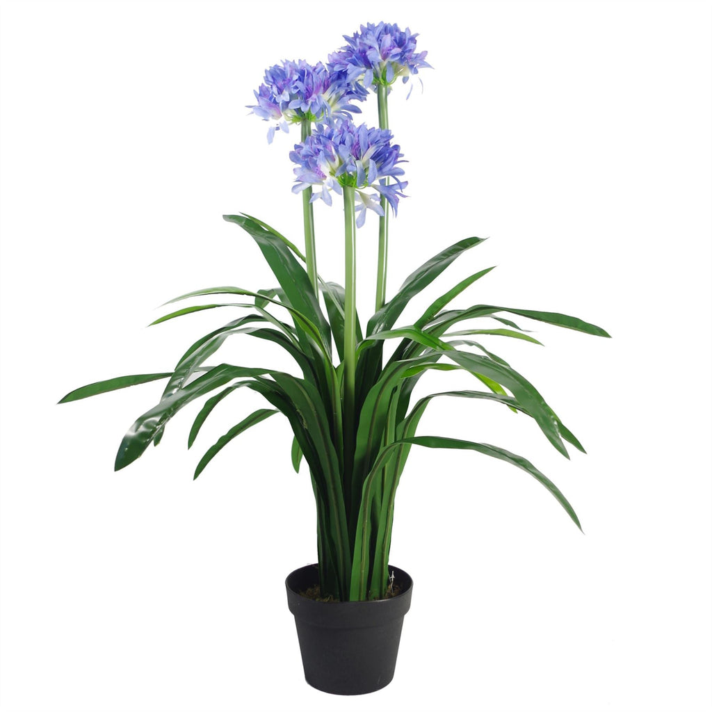 Agapanthus Blue Flower Plant Plants 90cm-0
