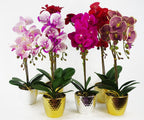 Orchid Artificial Red Leopard Gold Pot 50cm Phalaenopsis-2