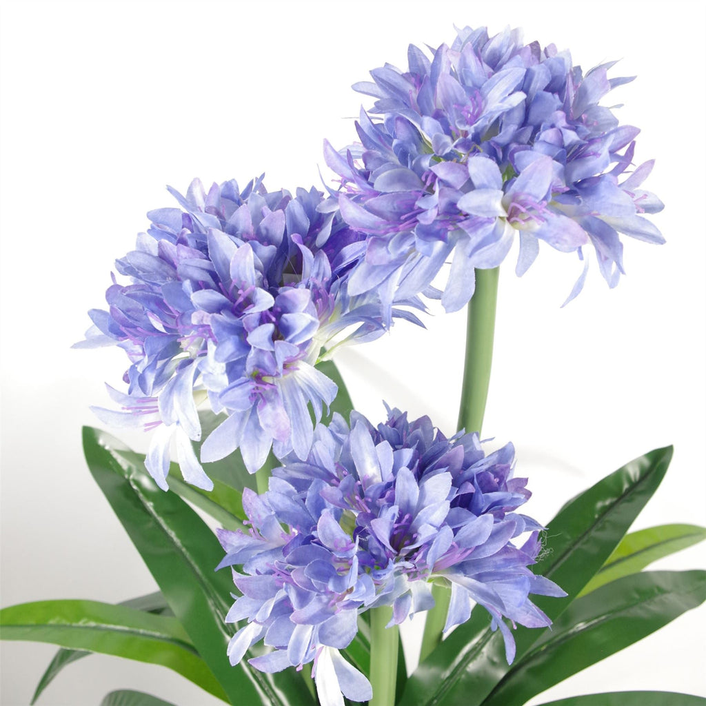 Agapanthus Blue Flower Plant Plants 90cm-1