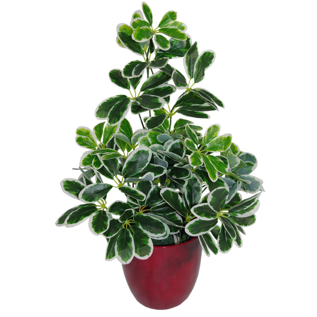 Artificial Arboricola Plant Umbrella Tree Black Plastic Pot 55cm Light Plant Botanik-3
