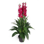 Artificial Cymbidium Orchid Plant Dark Pink Flowers 100cm-0