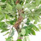 Artificial Japanese Fruticosa Tree Twisted Ficus 150cm UK-4