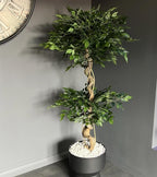 Artificial Japanese Fruticosa Tree Twisted Ficus 150cm UK-0