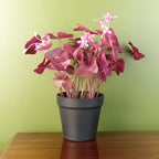 30cm Artificial Plant Purple Shamrock Pink Flowers-0